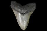 Serrated, Fossil Megalodon Tooth - Glossy Enamel #92898-2